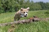 CORGI PEMBROKE 504